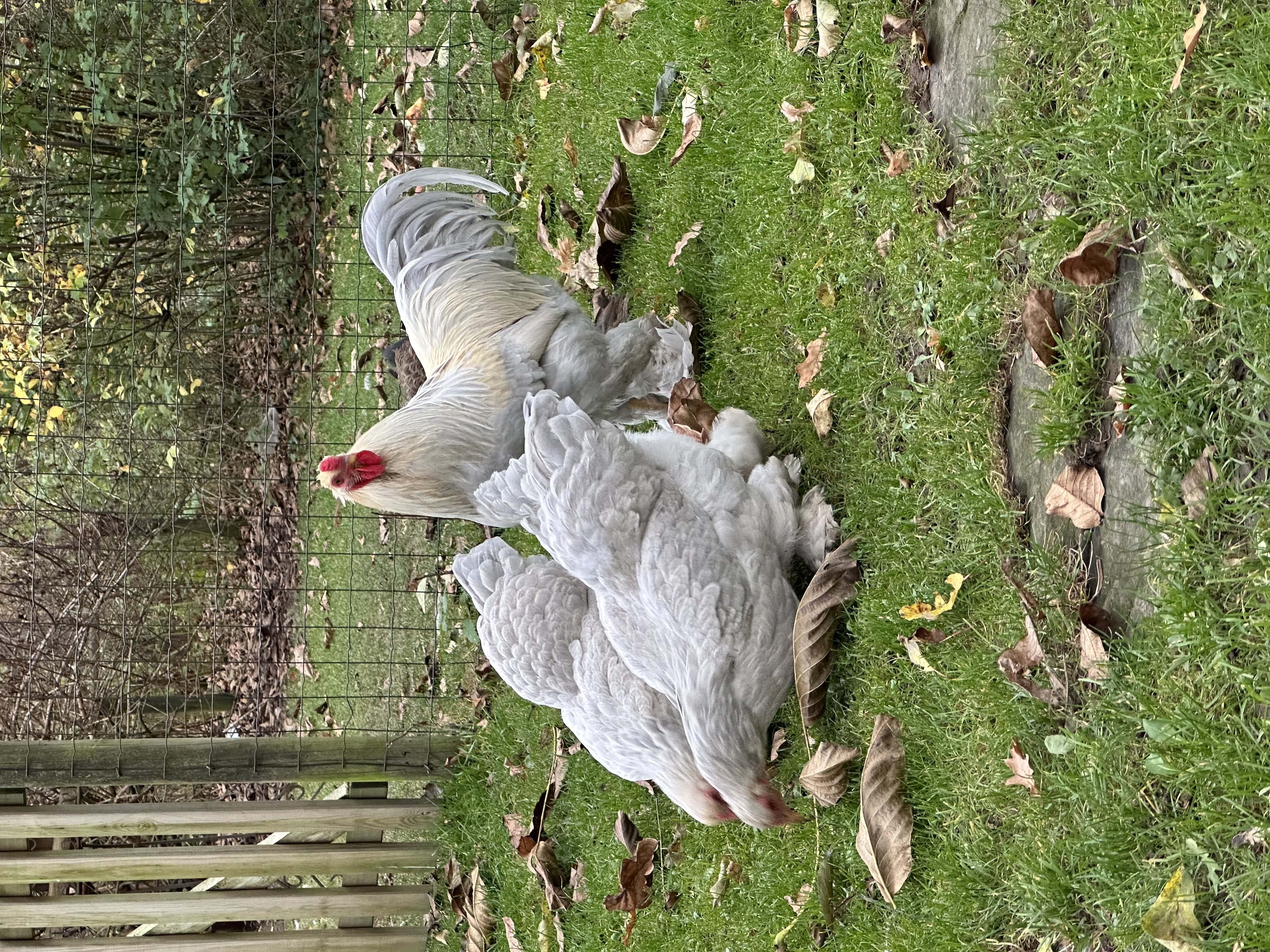 IMG 0473